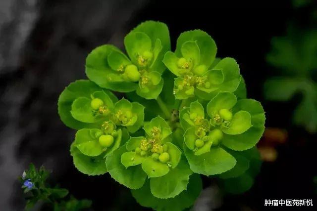 中药|分享抗癌中药五朵云,山沟、路边很常见,消肿化痰、解毒功效佳