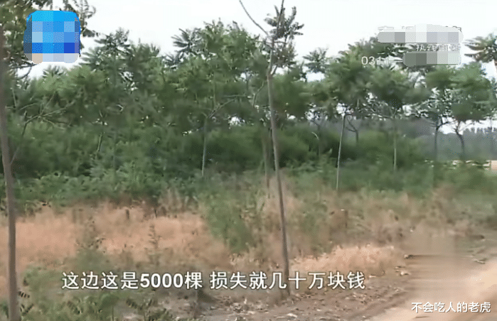 河北定州:大姐承包70亩地种玉米,结果被放羊的一夜吃光,把人抓住反而被打了