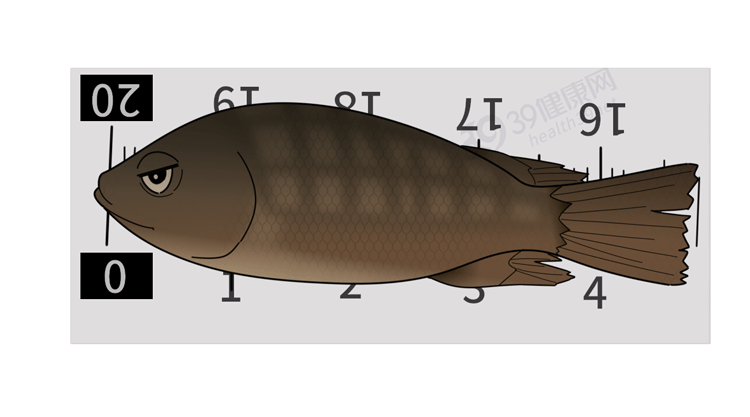 医生|我们常吃的麻辣鱼仔,是不是足疗店的退休小鱼?