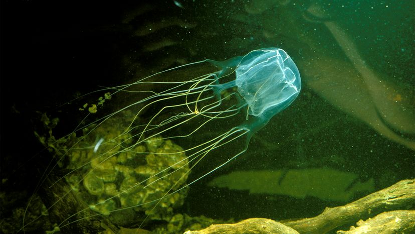 世界上最毒的海洋生物,箱形水母的介绍