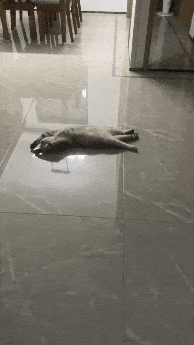 原来开地暖的最大受益者是猫猫！地上已经开始长猫啦！