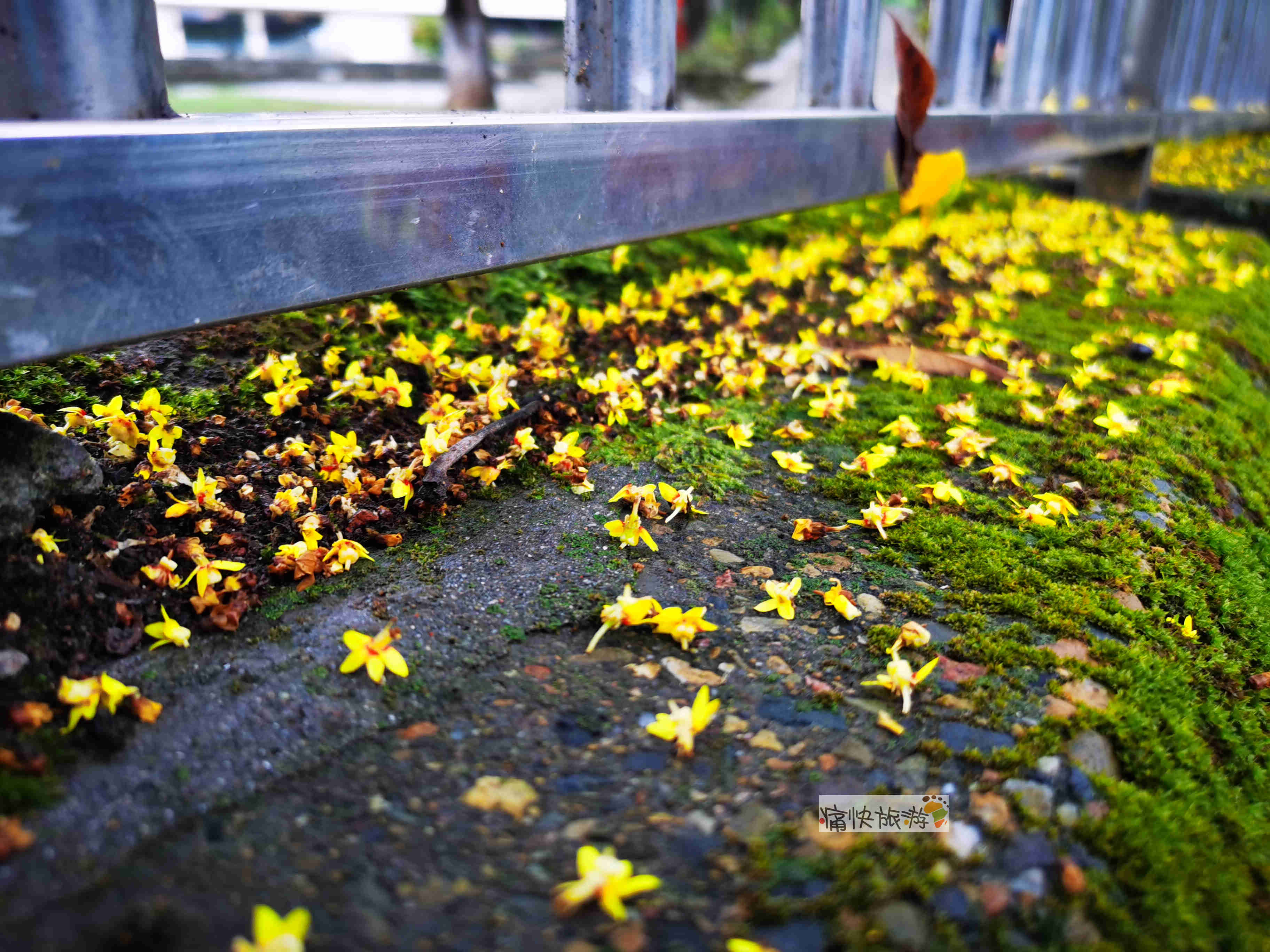 自贡|一场秋雨，自贡彩灯公园落花遍地美如画！