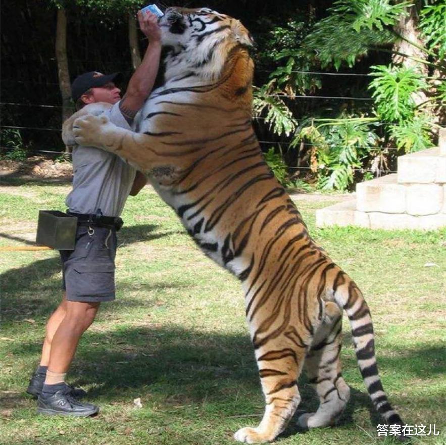 威猛的老虎是“百兽之王”，为什么交配时间，却不超过1分钟？