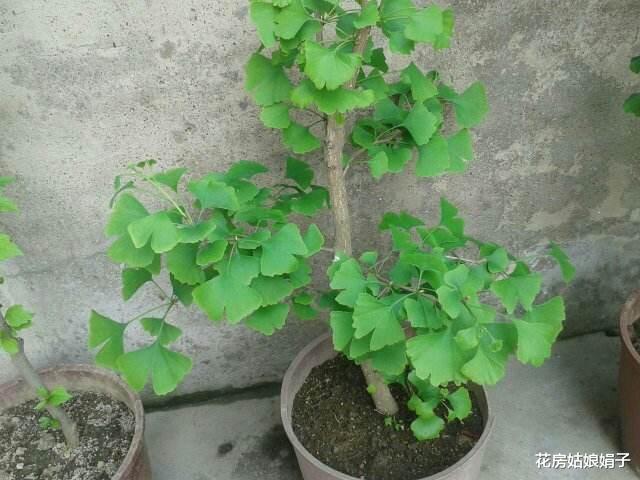 4种“镇宅树”,家里养一棵,漂亮又吉利,家里“贵人辈出”