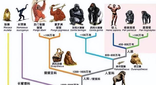 第一个人是怎么出现的?明明在恐龙灭绝后,地球根本没有人类
