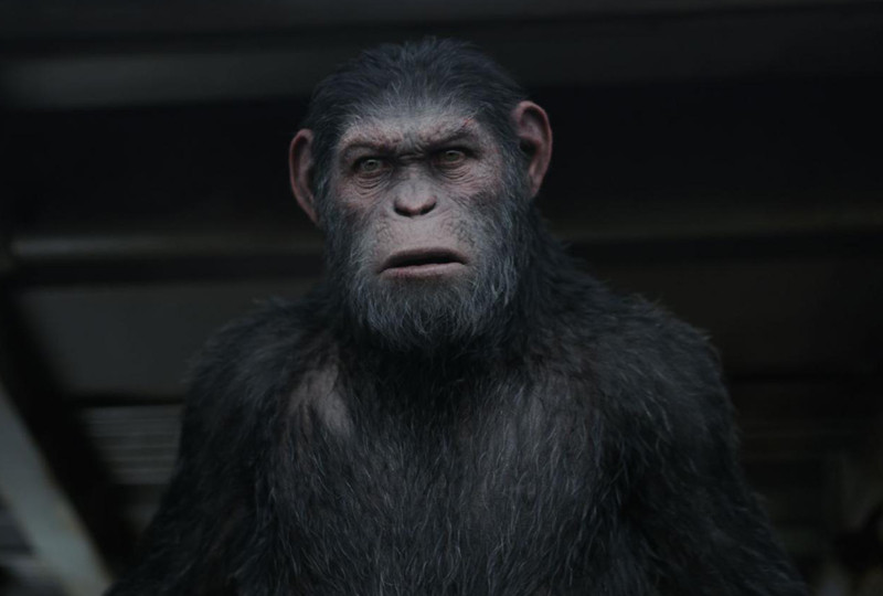 猩猩|《猩球崛起:终极决战》影评:不够精采的大结局