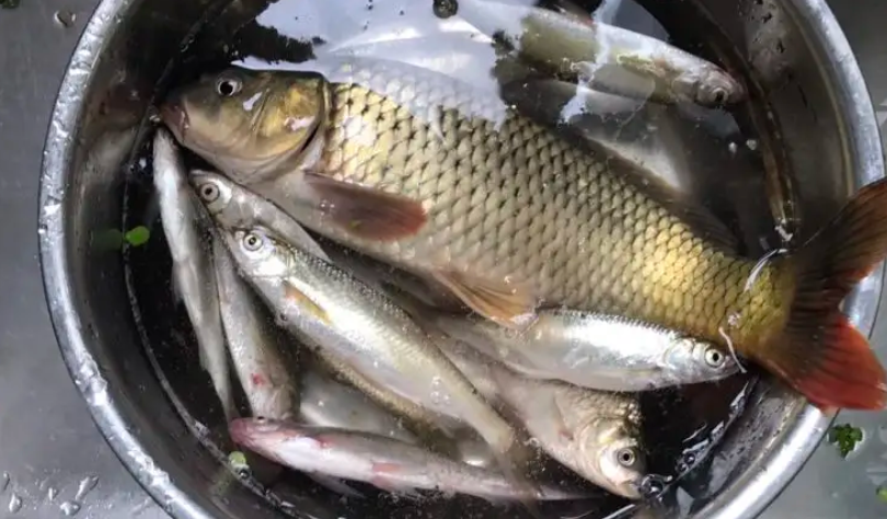 |老婆菜市场买鱼,“野生鲫鱼”18一斤,看了图,才知道套路有多深