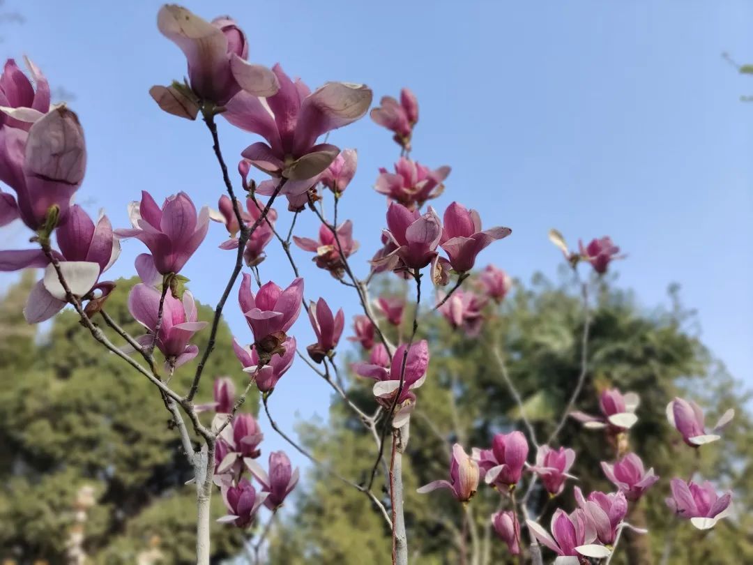 河南旅游|河南旅游：人间最美四月景 国色天香赏华姿