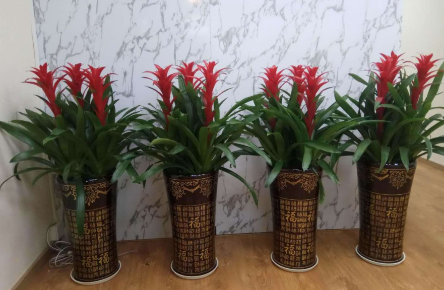 客厅是房子的脸面,摆放什么植物能提升美感呢?