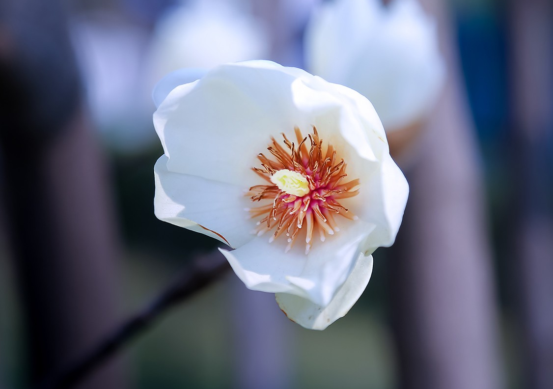 用了这6个拍摄方法,实拍24张白色玉兰花的照片,有没有你喜欢的照片?