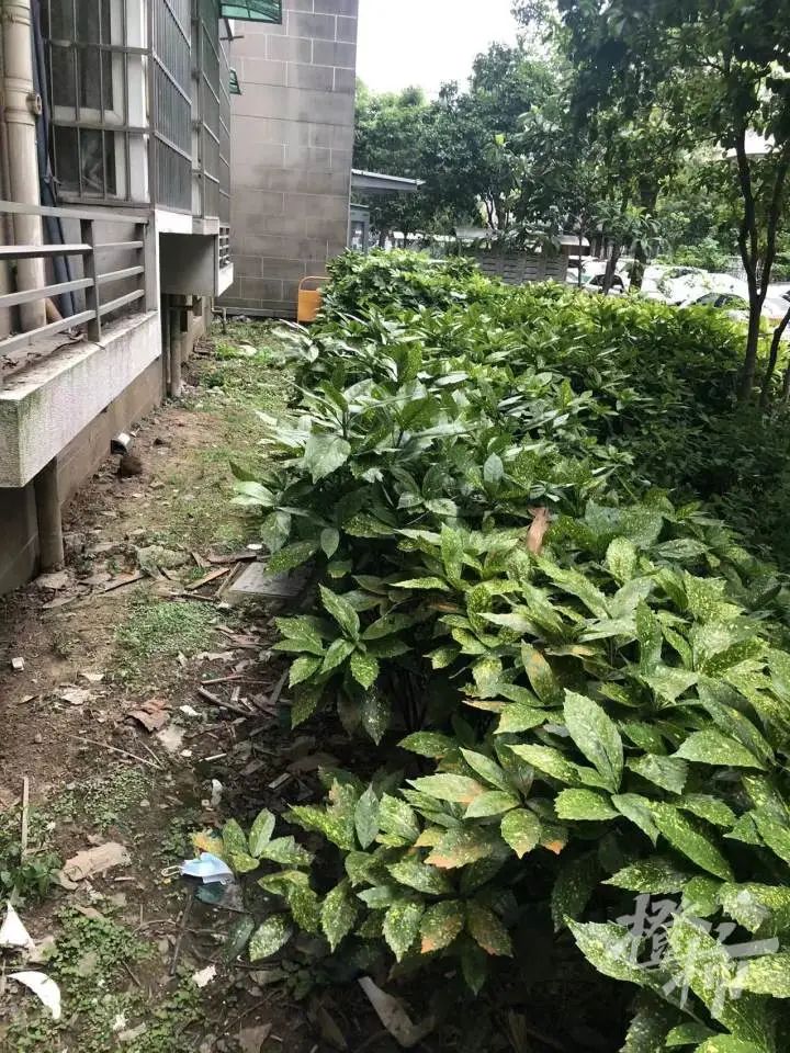 让人心疼!5岁的小女孩从7楼坠落,爬起来后求邻居奶奶“抱抱”