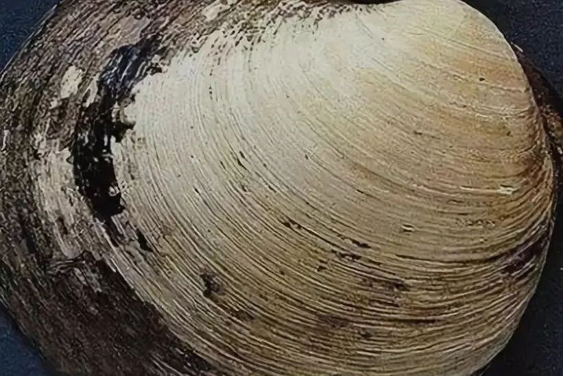 从明朝活到现在!最长寿动物经历四朝代,结果被专家发现后就死了