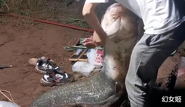 广东一男子罕见钓获“米级”大鱼，重量超过80斤，钓友：西江鱼王