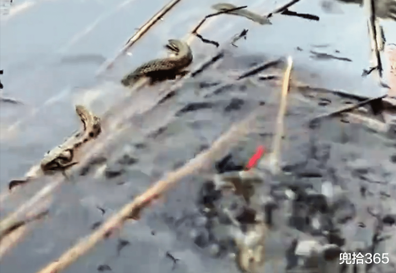 |最狠不过钓鱼人!水蛇陪着一男子垂钓,他还能淡定地拍照发帖