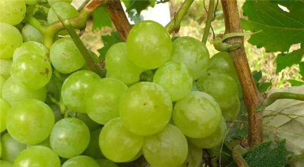 珠峰|我国葡萄品种逐渐“日本化”，原生的中国葡萄品种为啥这么受冷落