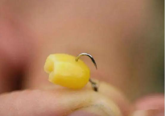 饵料|用“玉米饵”钓鱼也空军？不是水里没鱼，而是你配方“有误”