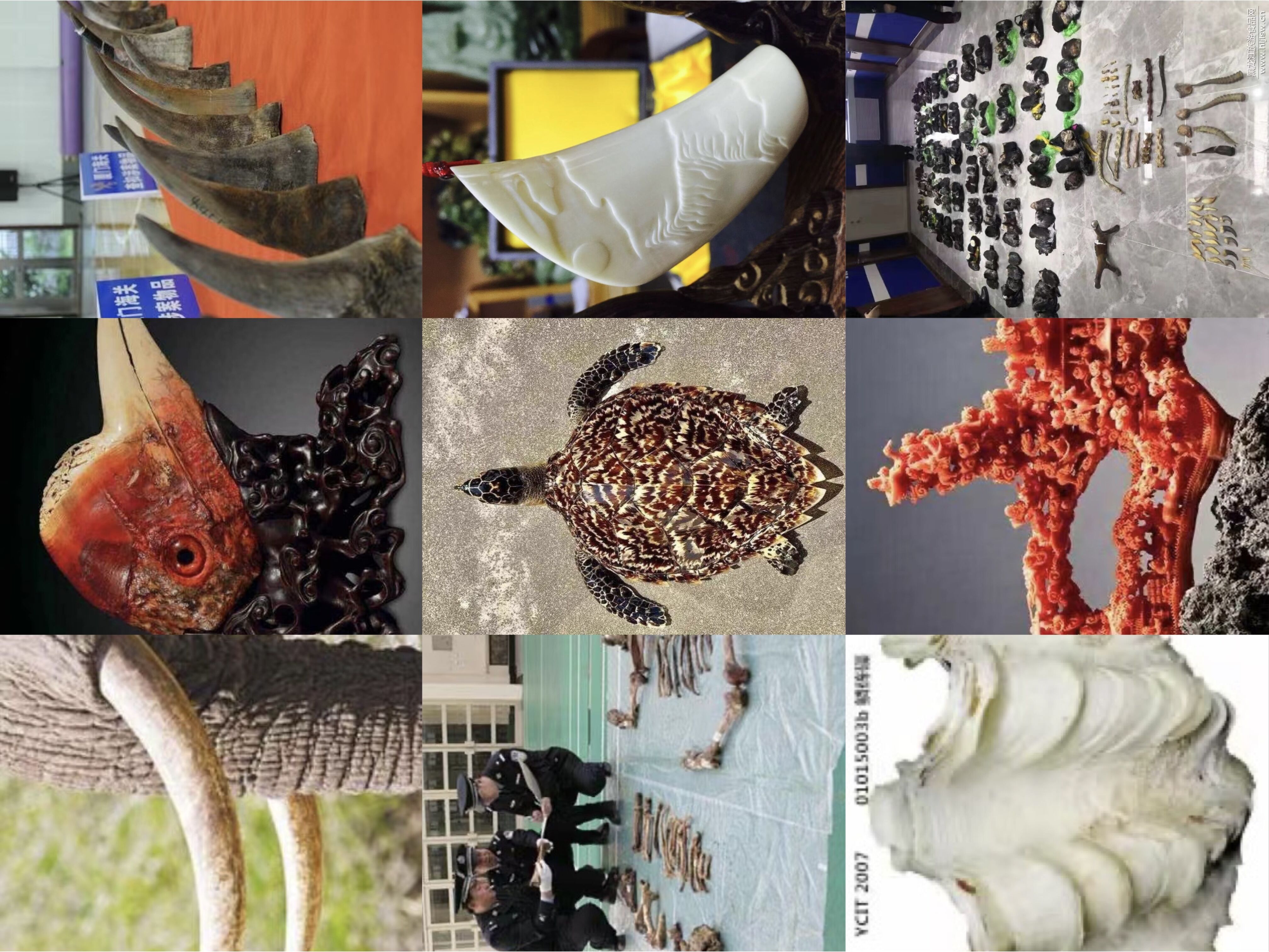 文玩|盘点文玩圈十大违禁品,“白给”都不能要,看看哪个最有“判”头?