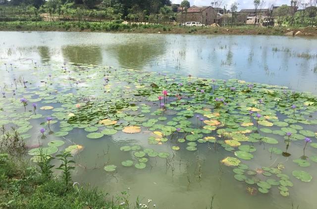 池塘积水能防旱防洪,勿毁池塘筑高墙,多蓄雨水护生态
