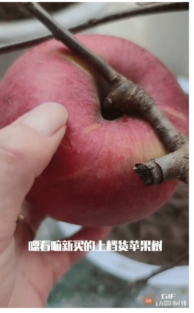 重庆，一女子网购了一棵苹果盆栽，收到货后，她发现盆栽上还结了不少又红又大的苹果