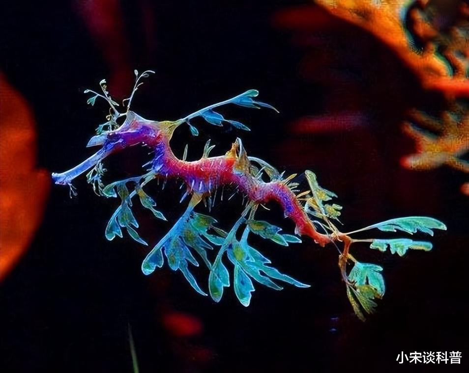动物科普:别样的“龙”——海龙