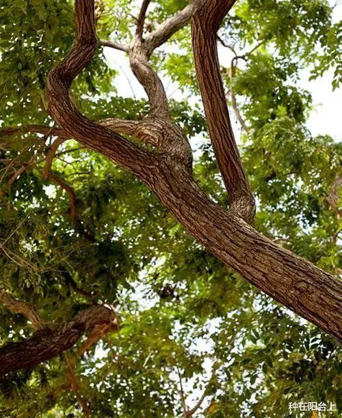 盆景|黄檀“贪睡”不知春，苏醒会姗姗来迟，暮年却匆匆早至！