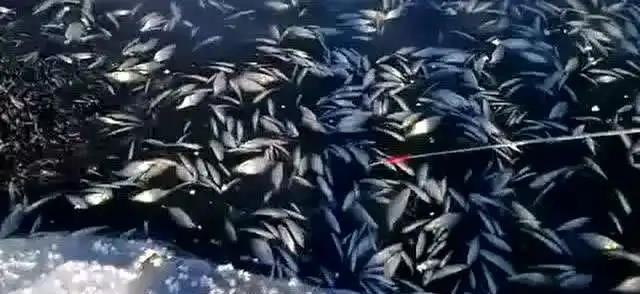 |为什么许多人喜欢把钓到的小鱼扔在岸边,而不是放掉?有何利弊?