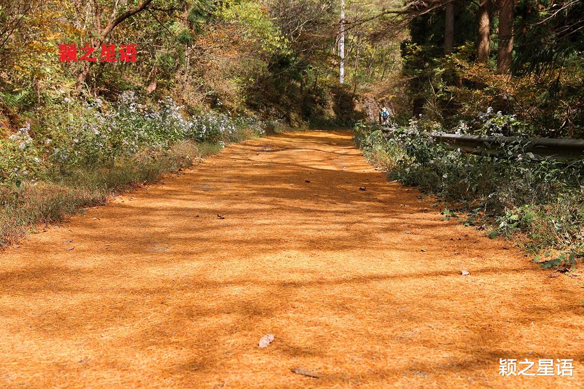 九寨沟|宁波第二条金光大道，走了还想走，赏景不忘植树人