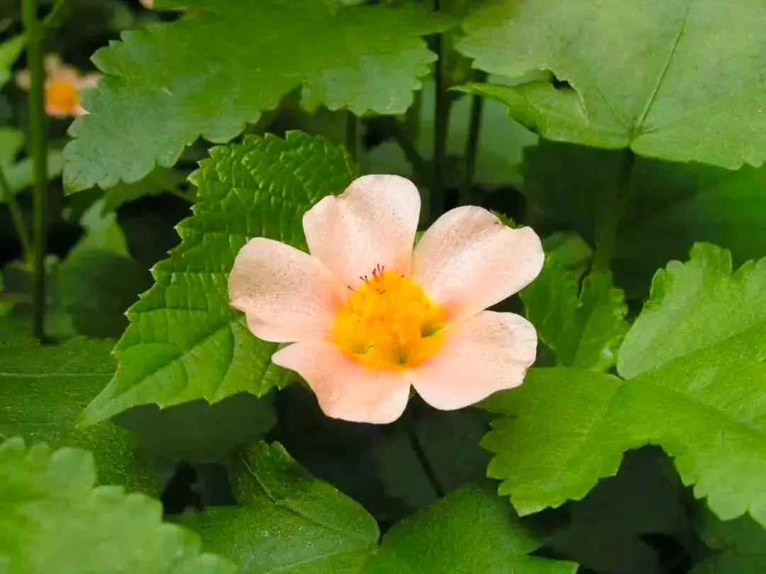 |夏天|我心中的一抹芳香,一阵清新