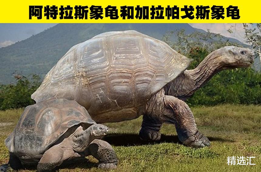 动物冷知识:7个灭绝动物与其现代近亲的直观比较