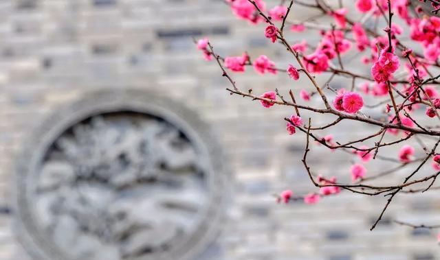 普通花朵拍摄出诗意美,摄影新手学点高级的,让照片更有意境
