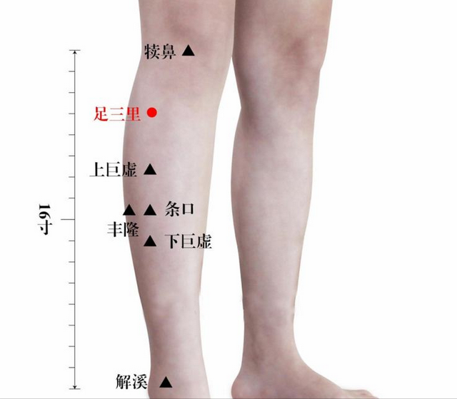 针灸|经络穴位,一日一学——足三里,健脾和胃,远离胃部困扰的法宝