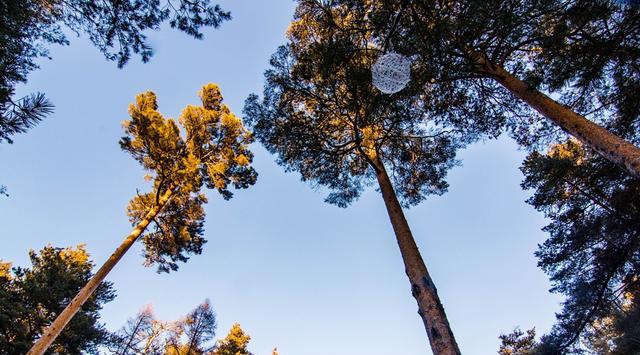 古镇|中国和朝鲜交界处有个二道白河镇,有珍稀美人松,还是旅游集散地