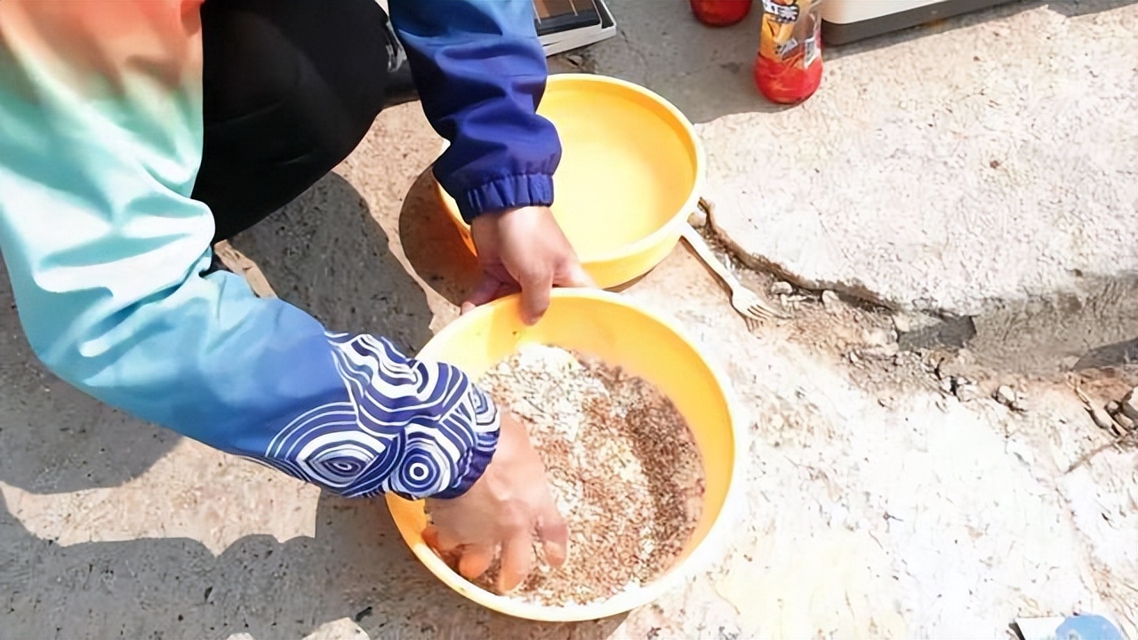 饵料|初春钓鲤鱼饵料怎么搭配效果好？饵料搭配对，钓鱼不费劲