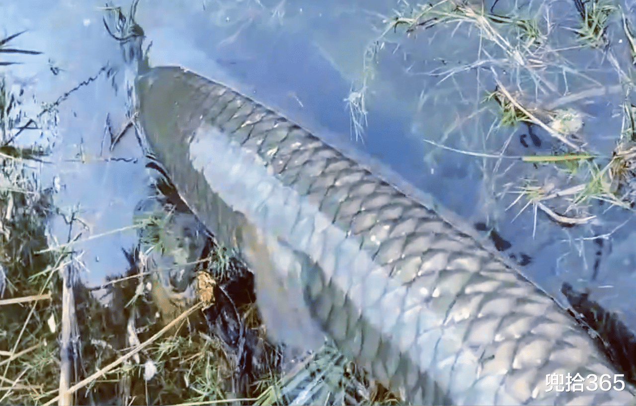 |男子钓鱼时突然“洗鞋”，随后镜头一转大家秒懂：醉翁之意不在酒