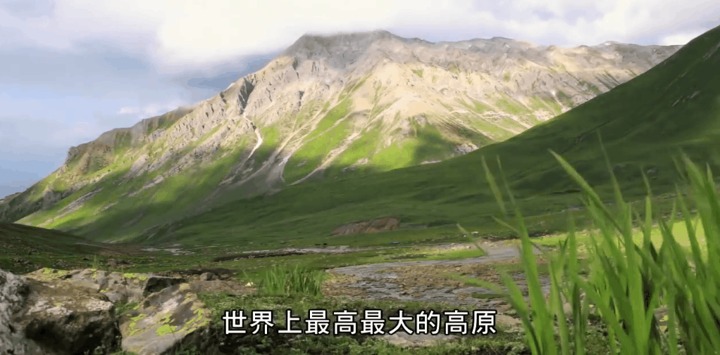 昆明|4350米！栖息地最高的蛇，中国特产——温泉蛇