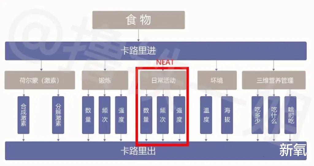 健身 不健身也能瘦！科比大女儿的“ NEAT大法”究竟是什么？