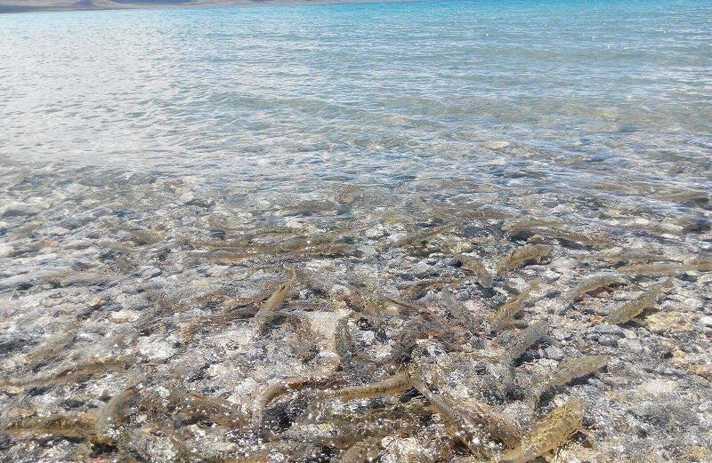 西藏|西藏三大圣湖之一，储存着16亿多斤鱼却没人吃，水比宝石还蓝