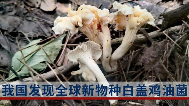 新物种“白盖鸡油菌”被发现，蘑菇虽鲜美，可不要乱吃呦
