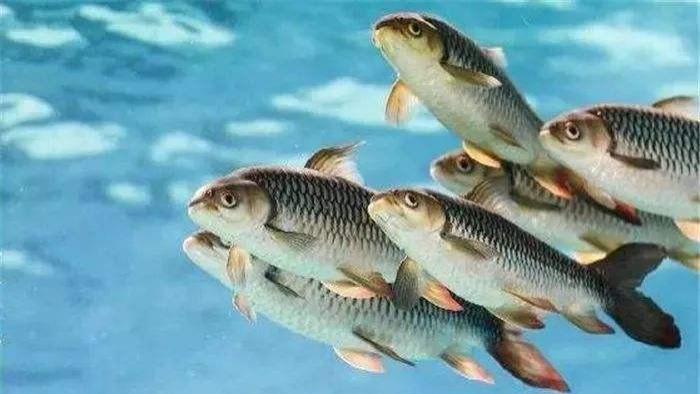 |目标鱼在哪个水层？是有判断方法和技巧的，合格的钓鱼人都知道