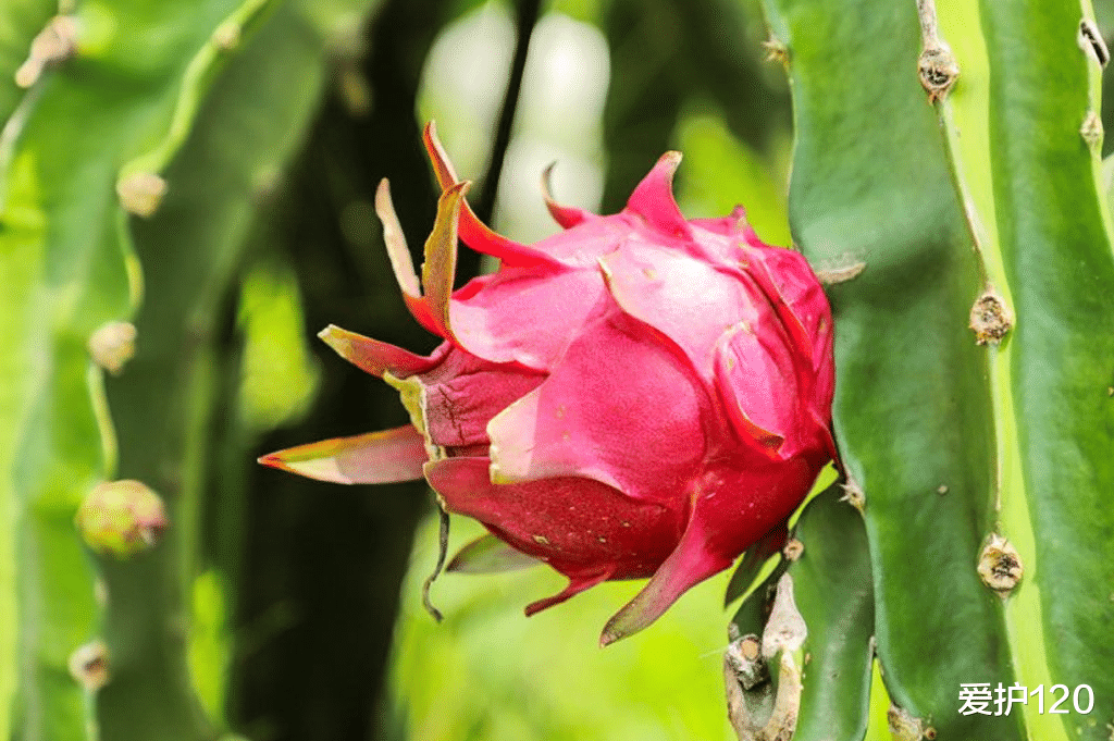 便秘|大鱼大肉后便秘、消化不良，医生推荐这「2种」顺畅又减肥