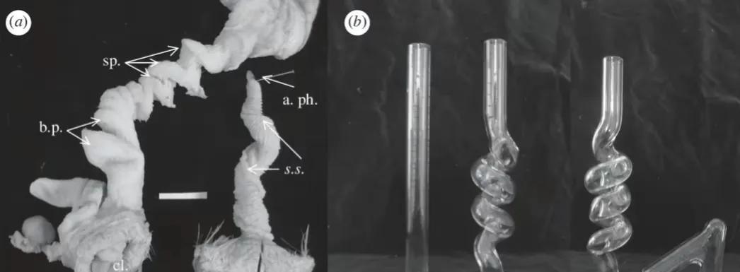 为了繁殖,动物们有多拼?猫的生殖器带刺,鸭子进化出螺旋结构