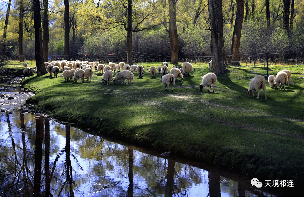 草原|7月，祁连草原上牧民转场，演绎与自然的和谐共生法则！