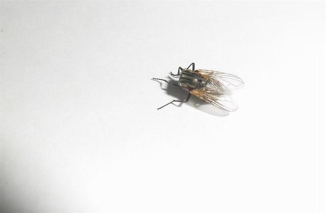 没了头还能活18个月!6种断头还能动的生物,完全超出人类想象