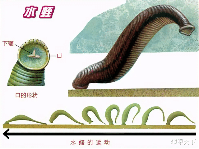 科学家发现水蛭在肿瘤抑制过程中发挥了巨大的作用,可治百草枯?