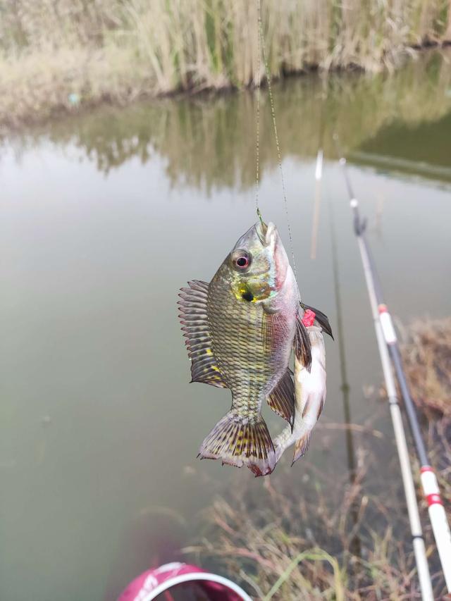 |新年新气象，野塘小鲫鱼连杆