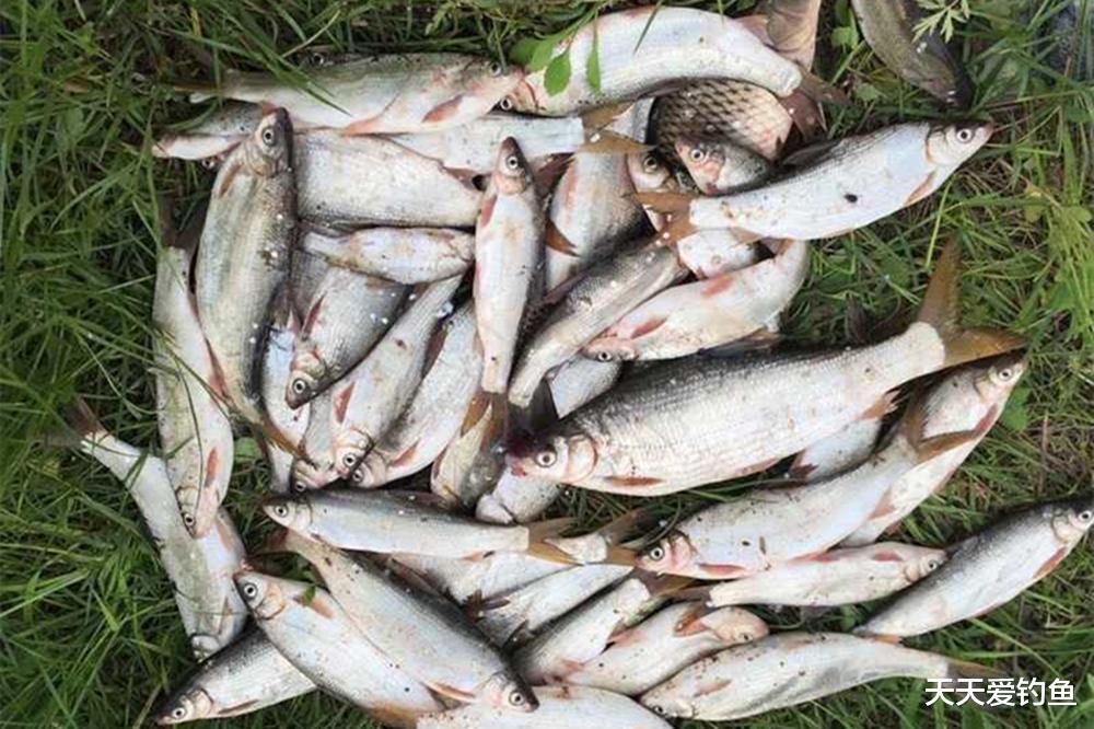 青苔|小鱼中的“大力士”,春季野钓黄尾鲴,调漂得当才能连竿上鱼