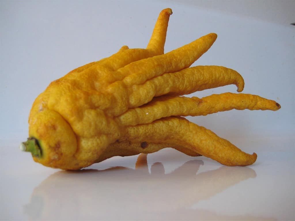 水果|世界上最奇怪的水果, 我是一个都不认识