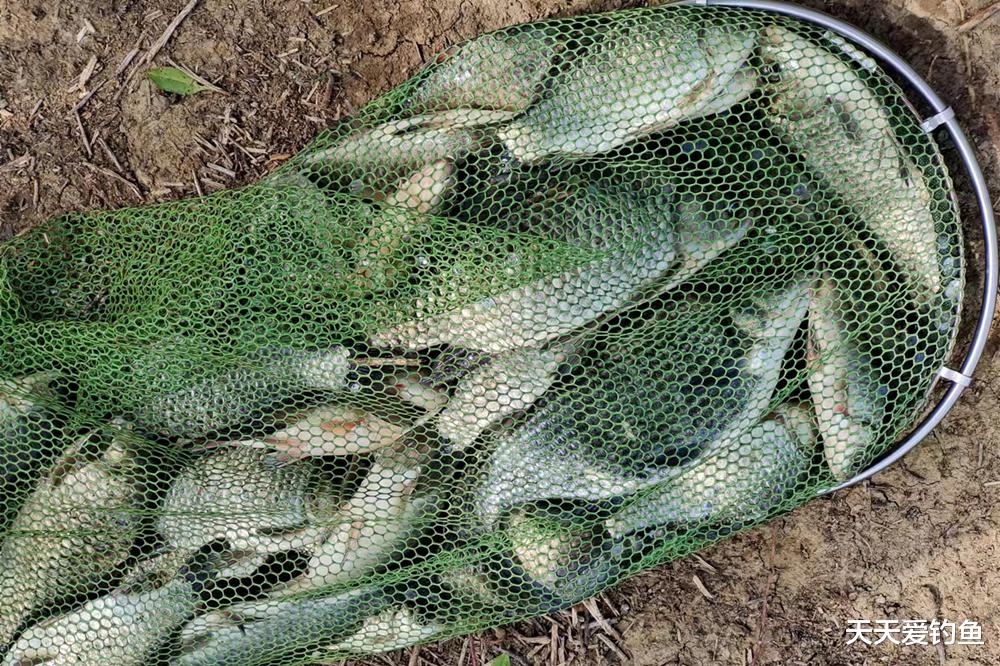宝石研物语|野钓鲫鱼，3个最强“钓鱼技巧”，用好了这些招数，别人抢不过你