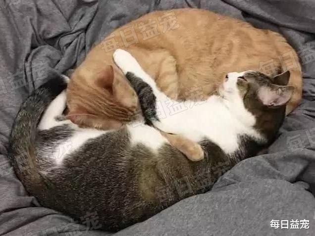 猫鬼情未了！病重橘猫强行“越狱”，只为守着同伴的骨灰盒