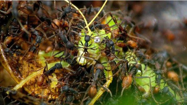 蚂蚁战争是什么样的？